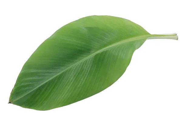 Banana Leaf Isolated White Background — Stock Photo, Image