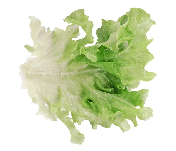 Sla Salade Geïsoleerd Witte Achtergrond — Stockfoto