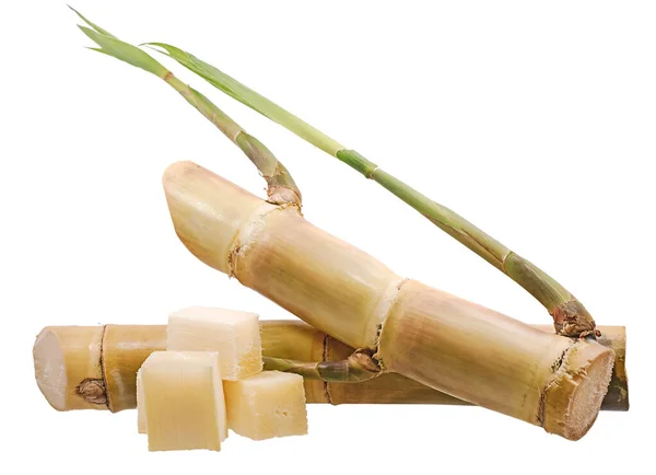 Sugarcane Isolated White Background — Stock Photo, Image