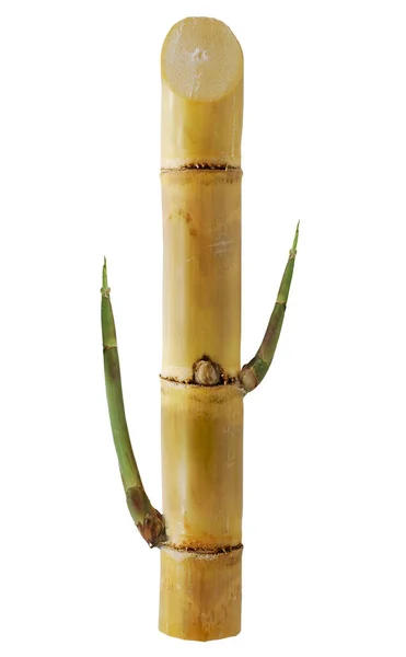 Sugarcane Isolated White Background — Stock Photo, Image