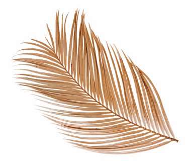 Beyaz arkaplanda tropik kuru palmiye yaprağı