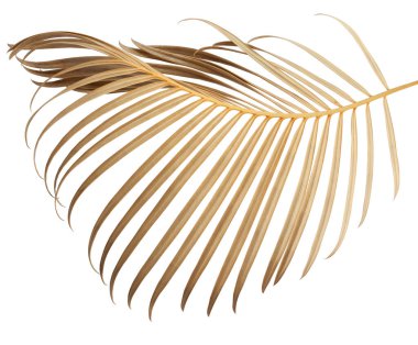 Whit arka planında izole tropikal palmiye yaprağı