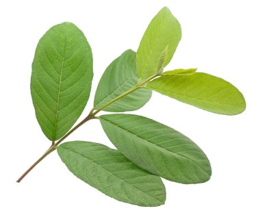Beyaz arkaplanda guava yaprağı izole