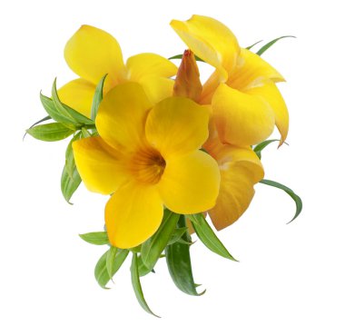 Golden trumpet or Allamanda  flower isolated on white background clipart