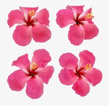 Beyaz arkaplanda izole edilmiş Hibiscus çiçeği