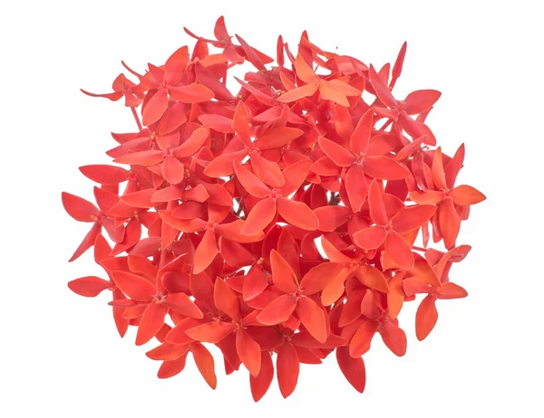 Beyaz arkaplanda izole edilmiş Ixora çiçeği
