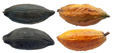 Kakao veya Kakao meyveleri beyaz arka planda izole