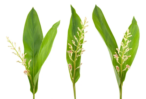 Planta Galangal Aislada Sobre Fondo Blanco —  Fotos de Stock