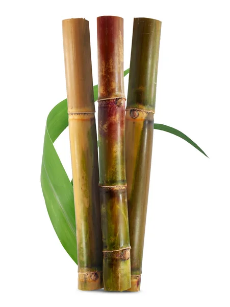 Single Object Sugar Cane Isolated White Background — Stock Photo, Image