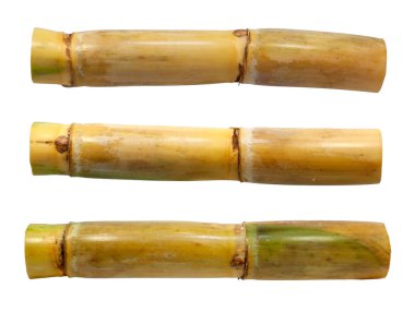 Beyaz arkaplanda izole şeker kamışı