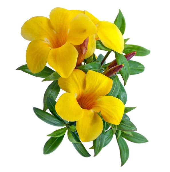 Beyaz arkaplanda izole edilmiş Allamanda çiçeği
