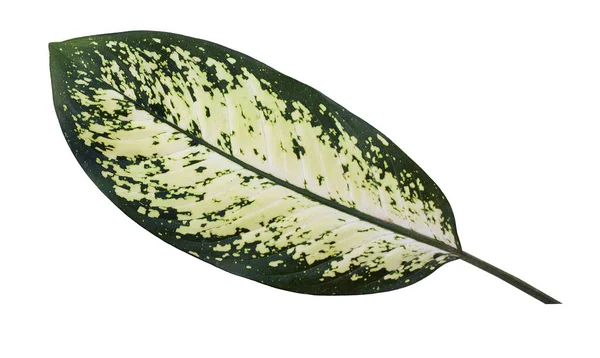 Dieffenbachia Leaf Dumb Cane Isolated White Background — Foto Stock