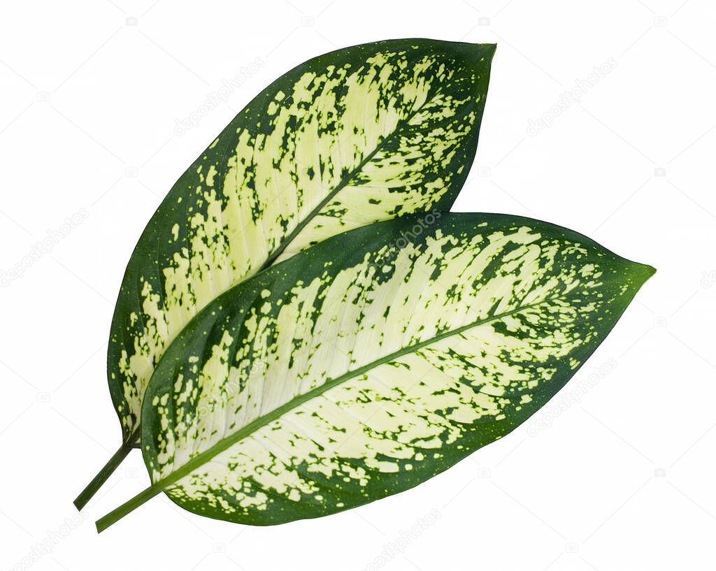Dieffenbachia leaf (dumb cane) isolated on white background