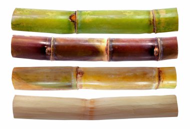 Beyaz arkaplanda izole şeker kamışı