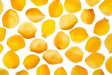 Beyaz arkaplanda izole edilmiş Allamanda katalizör çiçekleri