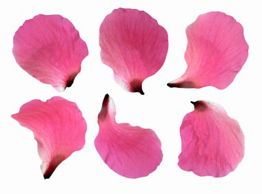 Beyaz arkaplanda izole edilmiş Hibiscus çiçeği