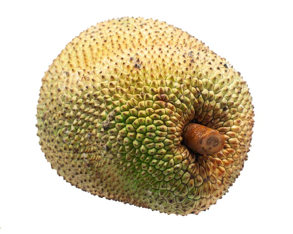 Jackfruit Isolato Sfondo Bianco — Foto Stock