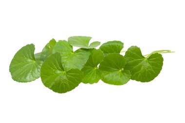 Centella Asiatica beyaz arkaplanda izole edildi