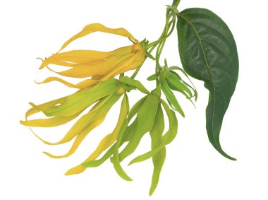 Beyaz arka plan üzerinde izole Ylang Ylang çiçek