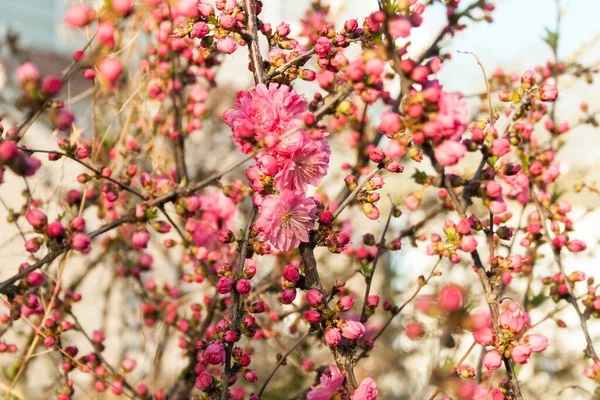 Frumos Roz Japonez Sakura Flori Înfloresc Aproape Primăvară Copac — Fotografie, imagine de stoc