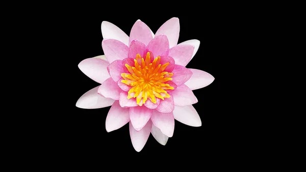 Water Lily Black Background — Stock Photo, Image