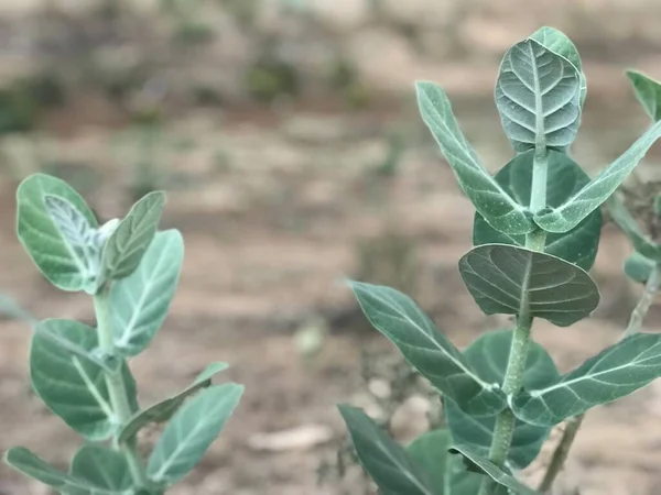 Arbusto Calotropis Gigantea Imágenes Plantas Alberga Mariposas Muchos Insectos —  Fotos de Stock