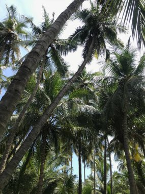 Bir grup tropikal hindistan cevizi ağacı bahçesi hasat mevsimi için güzelce korunuyor.
