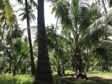 Bir grup tropikal hindistan cevizi ağacı bahçesi hasat mevsimi için güzelce korunuyor.