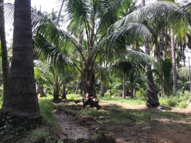 Bir grup tropikal hindistan cevizi ağacı bahçesi hasat mevsimi için güzelce korunuyor.