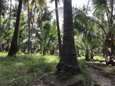 Bir grup tropikal hindistan cevizi ağacı bahçesi hasat mevsimi için güzelce korunuyor.