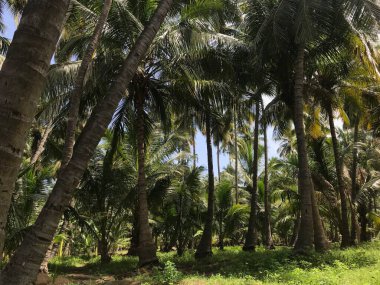 Bir grup tropikal hindistan cevizi ağacı bahçesi hasat mevsimi için güzelce korunuyor.