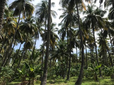 Bir grup tropikal hindistan cevizi ağacı bahçesi hasat mevsimi için güzelce korunuyor.