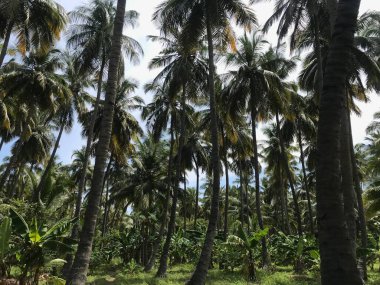 Bir grup tropikal hindistan cevizi ağacı bahçesi hasat mevsimi için güzelce korunuyor.
