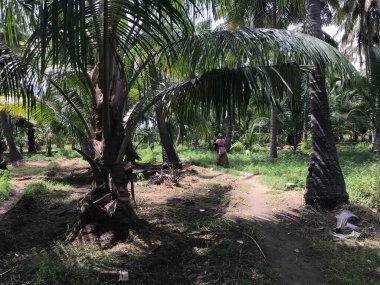 Bir grup tropikal hindistan cevizi ağacı bahçesi hasat mevsimi için güzelce korunuyor.