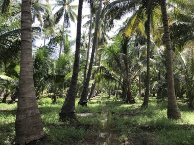 Bir grup tropikal hindistan cevizi ağacı bahçesi hasat mevsimi için güzelce korunuyor.