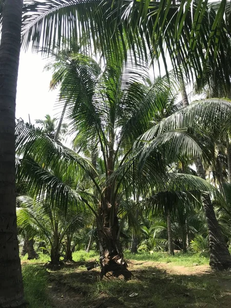 Bir Grup Tropikal Hindistan Cevizi Ağacı Bahçesi Hasat Mevsimi Için — Stok fotoğraf