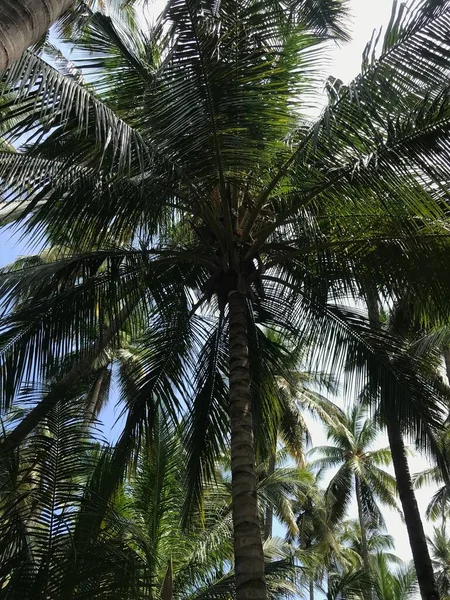Ramo Jardín Cocoteros Tropicales Elegantemente Mantenido Para Temporada Cosecha — Foto de Stock