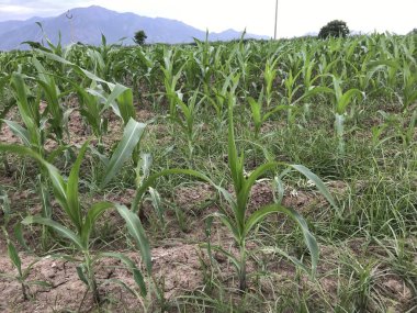 Tarımın mısır tarlası görüntüleri erken safhada.