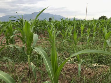 Tarımın mısır tarlası görüntüleri erken safhada.