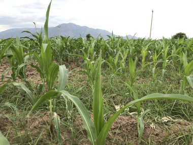 Tarımın mısır tarlası görüntüleri erken safhada.
