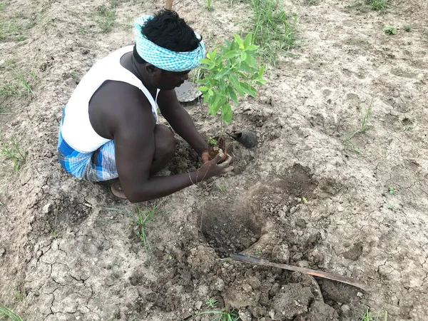 Чернокожий Человек Работающий Сельском Хозяйстве Посадки Деревьев Будущего Выращивания Фруктов — стоковое фото