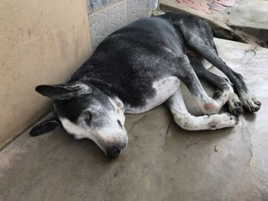 Siyah, beyaz tenli sokak köpeği terk edilmiş ve kötü bir cins.
