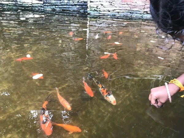 Kleurrijke Mooie Vissen Zwemmen Een Klein Kunstmatig Meer Gebied Voorkant — Stockfoto