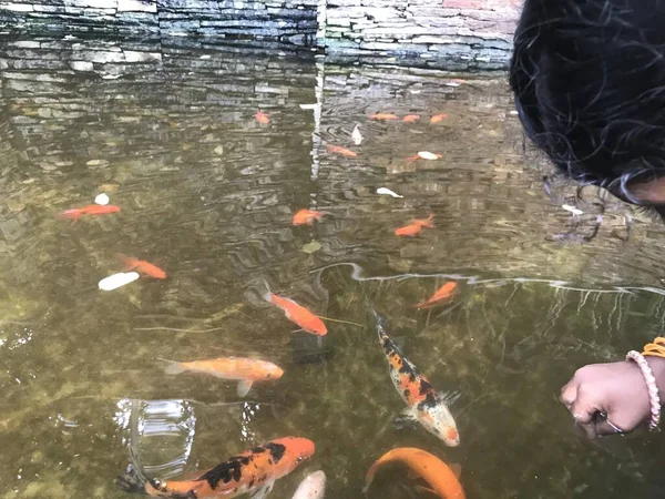 Ikan Ikan Berwarna Indah Berenang Sebuah Danau Kecil Depan Hotel — Stok Foto