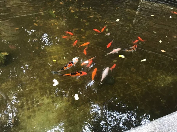 Peixe Bonito Colorido Nadando Uma Pequena Área Lago Artificial Frente — Fotografia de Stock