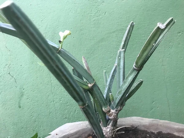 Imágenes Vegetales Cissus Quandrangularis Para Resistencia Ósea Articular Ser Humano —  Fotos de Stock