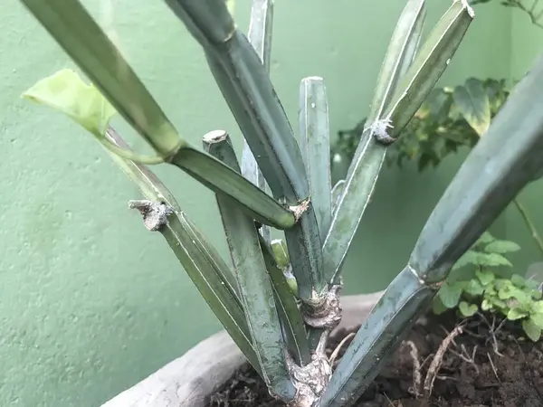 Imágenes Vegetales Cissus Quandrangularis Para Resistencia Ósea Articular Ser Humano —  Fotos de Stock