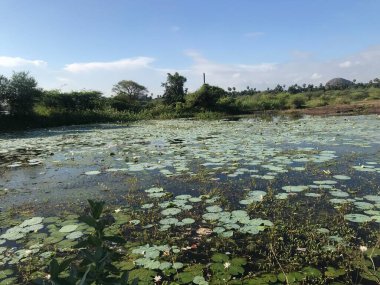Doğal yağmur suyu durgunluğu ya da Hindistan 'ın şehir altı ya da köylerindeki yüzme havuzu.