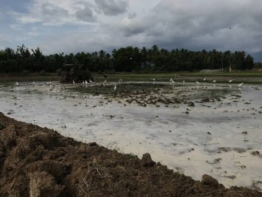 Tohum ekmek için tarımsal alanda çalışan traktör