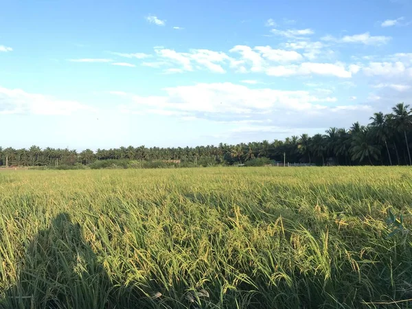 Campo Césped Verde Agrícola Arroz Convierte Amarillo Después Meses Está —  Fotos de Stock